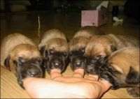 Things that make you say Ahhh...Finger Pup-pets!