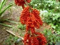 Fruits of the Forest