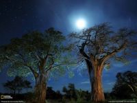 Moonstruck (Large)