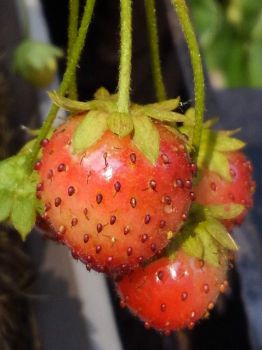 strawberry fun