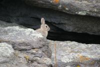 Rabbit at Lost Lake