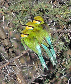 African Bee Eater Trio