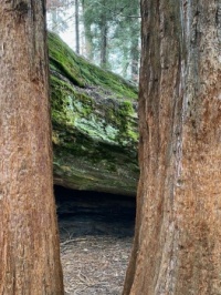 Fallen Sequoia