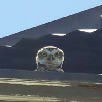 Suprised Owl, at damaged shop bldg