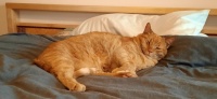 2025/04/21 Papaya on bed