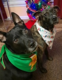 Merry Christmas from Pip and Lavender!