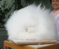 Angora Rabbit   ---Critters I'd like to pet without being eaten, bitten, scratched, etc.