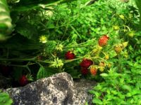 lesni jahody - zahrada