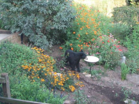 Bear in my Yard 1
