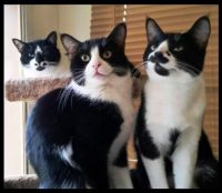 Cats I Know - Mister Spottie, Prince, and Salvador