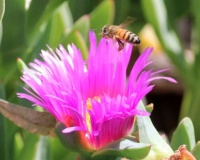 Honeybee on Purple Ice Plant, Grand Avenue Bridge, Del Mar, California