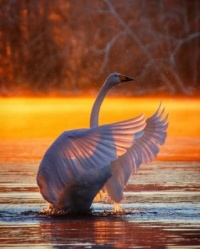 Swan?