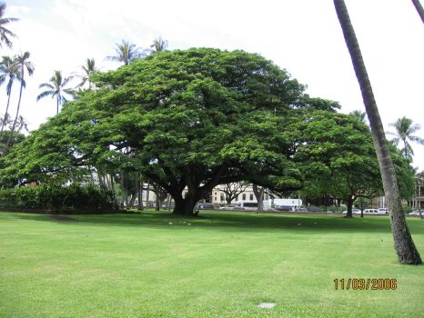 Umbrella Tree......Hawaii