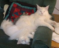 The Iceman & his little sister Alaska, for VermontMeow.