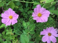 A Cosmos trio in pink