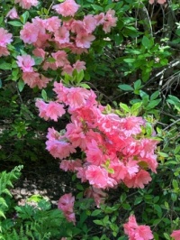 Pink azaleas
