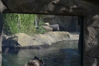 Fiona @ Cincinnati Zoo
