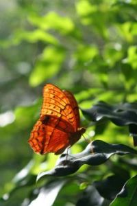 Sunlit Butterfly (Melbourne Zoo)