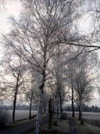 Birkenpfad im Winter