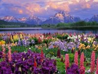 Grand Tetons and Wildflowers