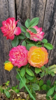 Chameleon Rose