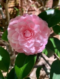 Pink Flower