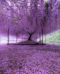 200 year old wisteria, Japan