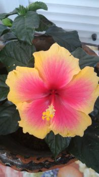 Hibiscus