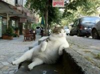 WRITE A CAPTION - CAT RELAXES