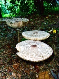 Fungus Finds