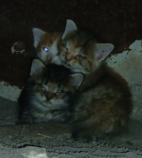 Limpies babies