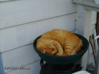 Maury Asleep 2