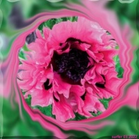 Oriental Poppy