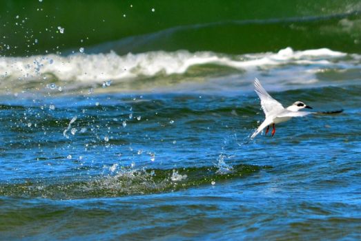 Forster's Tern missed the fish but made a nice splash!