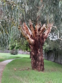 Tree on my walk