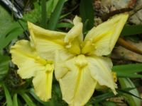water iris