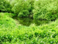 Afternoon Walk. Gallows Hill Nature Area