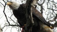 eagle with dinner