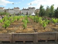 Lyon - Bellecour square - agriculture exposition - wein