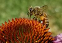 Echinacea and Bee_2