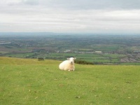 Lonely Sheep on Cleeve Hill.jpg