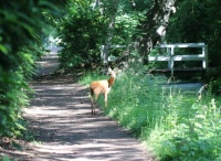 Deer at Clingendael estate