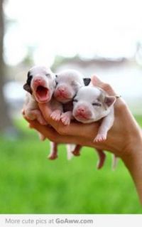 3 NEW BORN PUPPIES...
