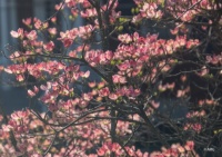 Dogwood