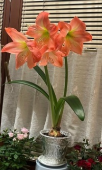HIPPEASTRUM