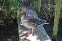 A rebel goose....