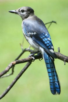 Pretty Blue Jay