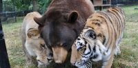 best-friends-lion-and-tigers-and-bears-oh-my-1024x512