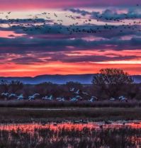 Bosque del Apache National Wildlife Refuge