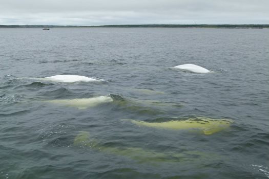 Beluga Whales, Churchill, Manitoba